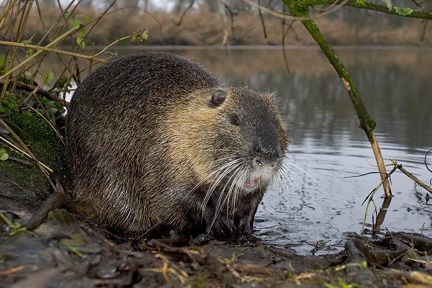 mammiferi_Nutria.jpg